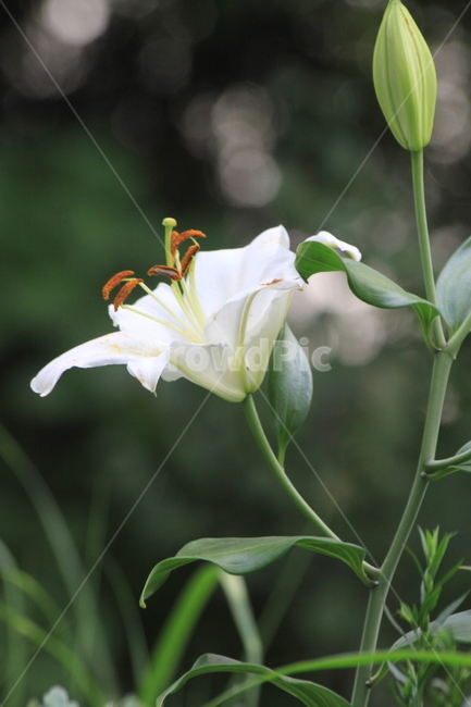 백합,백함꽃,하얀꽃,여름,lily,식물,blossom,꽃,flower,식물,자연,plants,nature,꽃,flower