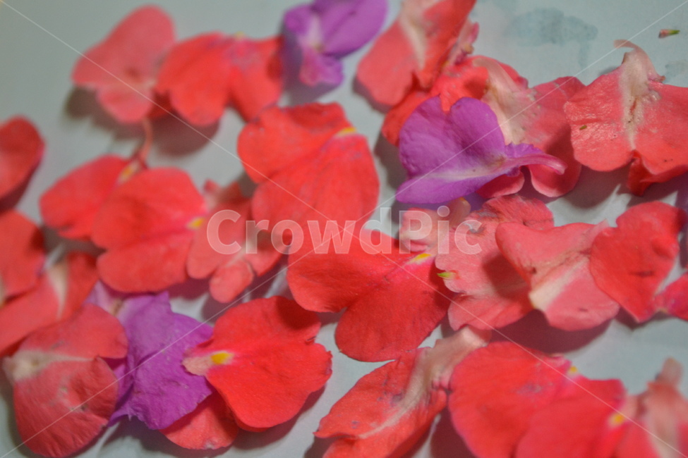 꽃,감성,봉선화,봉숭아,flower
