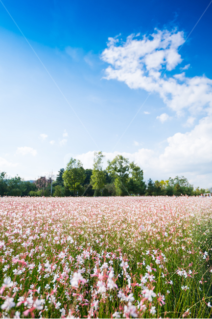자연,풍경,꽃,꽃밭,식물,flower,식물,자연,plants,nature