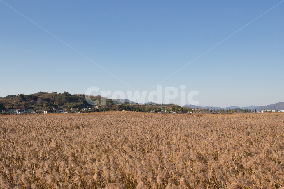 Suncheon,Korean landscape,Suncheon Bay Wetland,Reed,Suncheon Bay,sight,autumn