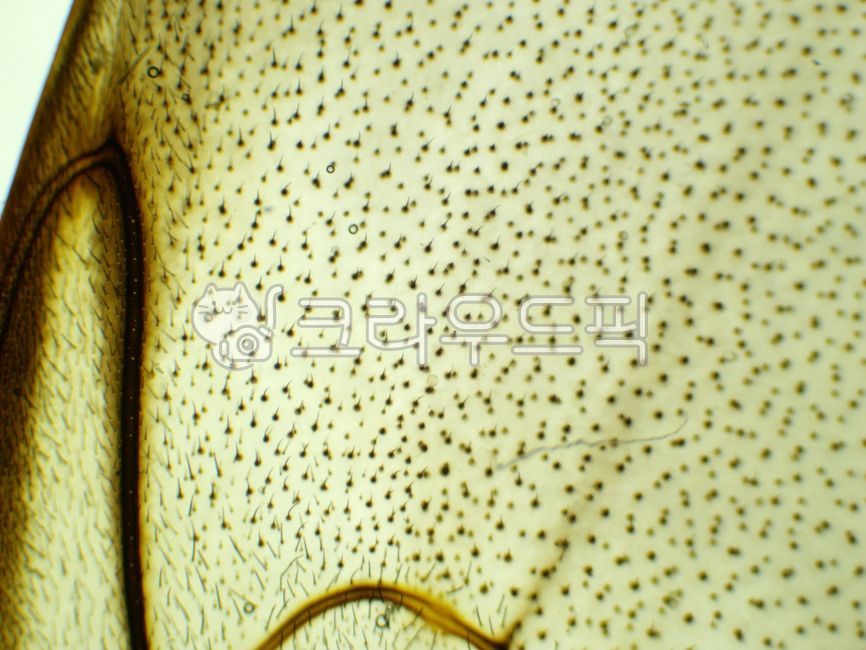 Microscopic observation, Microscopic magnification, Microstructure ...