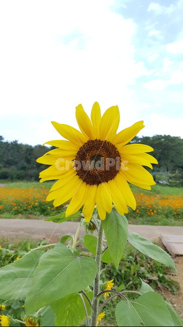 해바라기,plant,꽃,flower,sunflower
