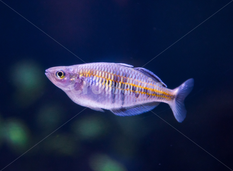 시클리드,담수어,물고기,아쿠아리움,수족관,동물,animal,어류,물고기,fish