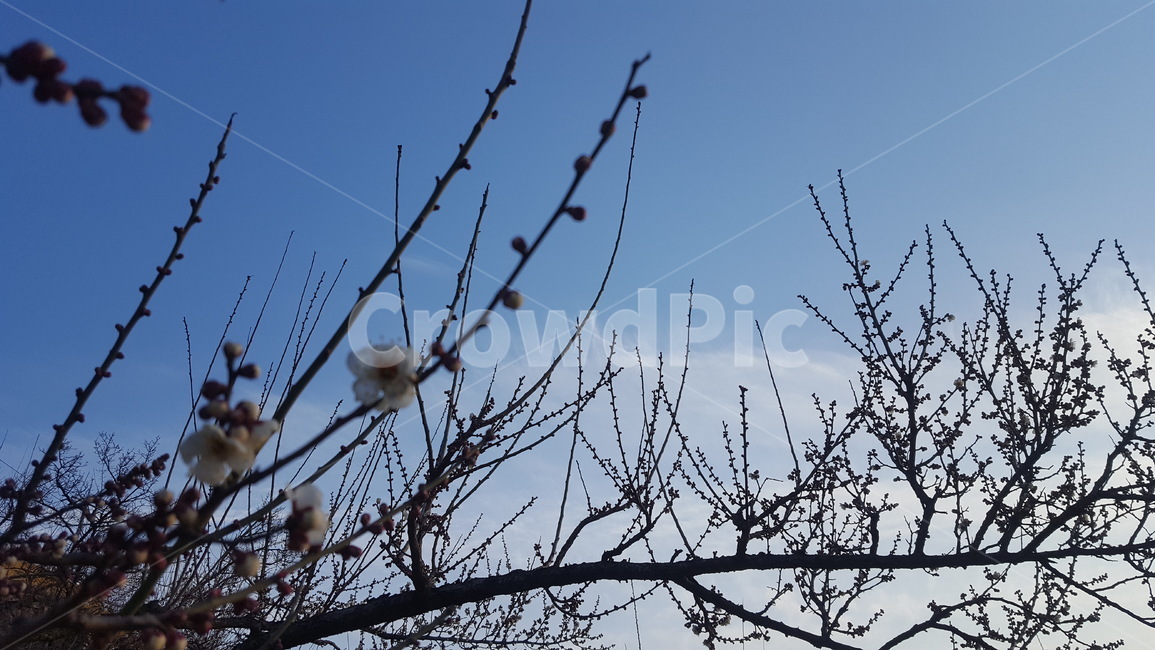 봄,홍매화,봄소식,꽃,파란하늘,식물,자연,plants,nature,꽃,flower