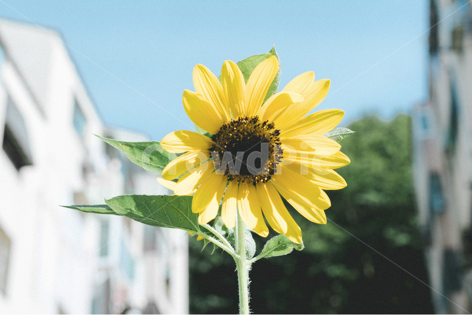 꽃,해바라기,식물,햇살,자연,화사한,밝은,초록,그린,하늘,꽃잎,sunflower,nature,plants,flower,sky,green,여름,계절,summer,season,가을,fall,autumn,식물,자연,plants,nature,꽃,flower,감성,sensible,feeling,색깔,색상,색채,색감,color sense,color sensitivity,feeling of color,plant,blossom