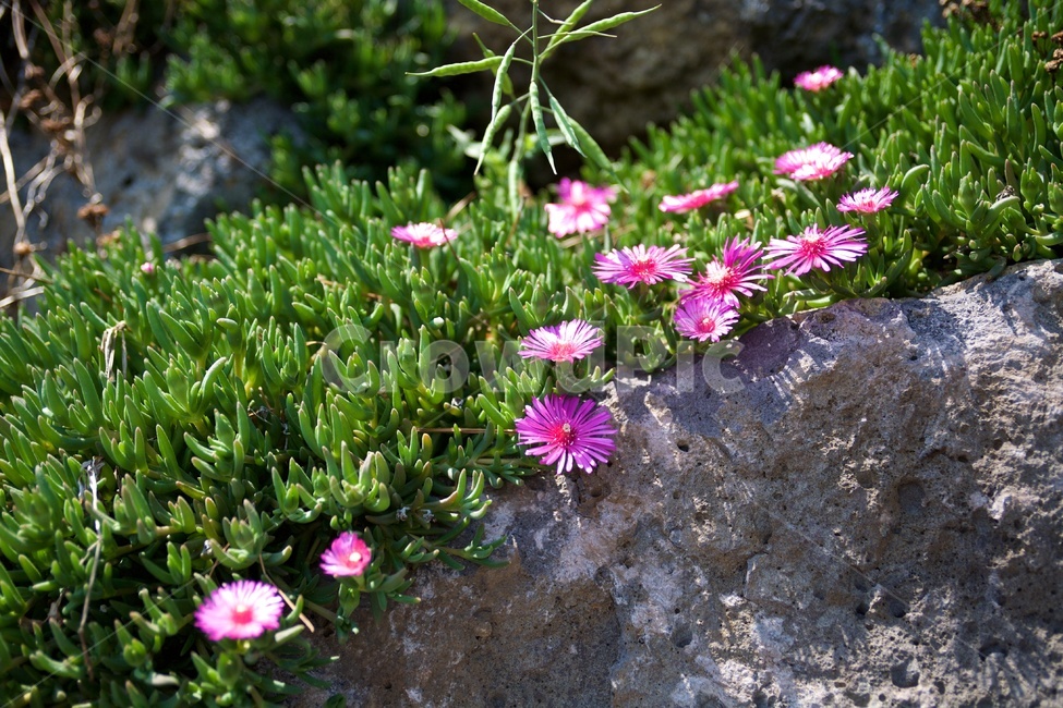 들꽃,다육,돌,분홍꽃,pink,녹색,green,식물,자연,plants,nature,꽃,flower