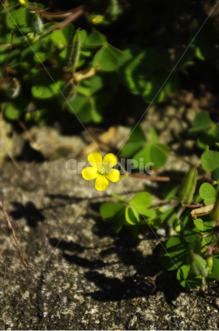 꽃,식물,flower,color,토끼풀,식물,자연,plants,nature,꽃,flower