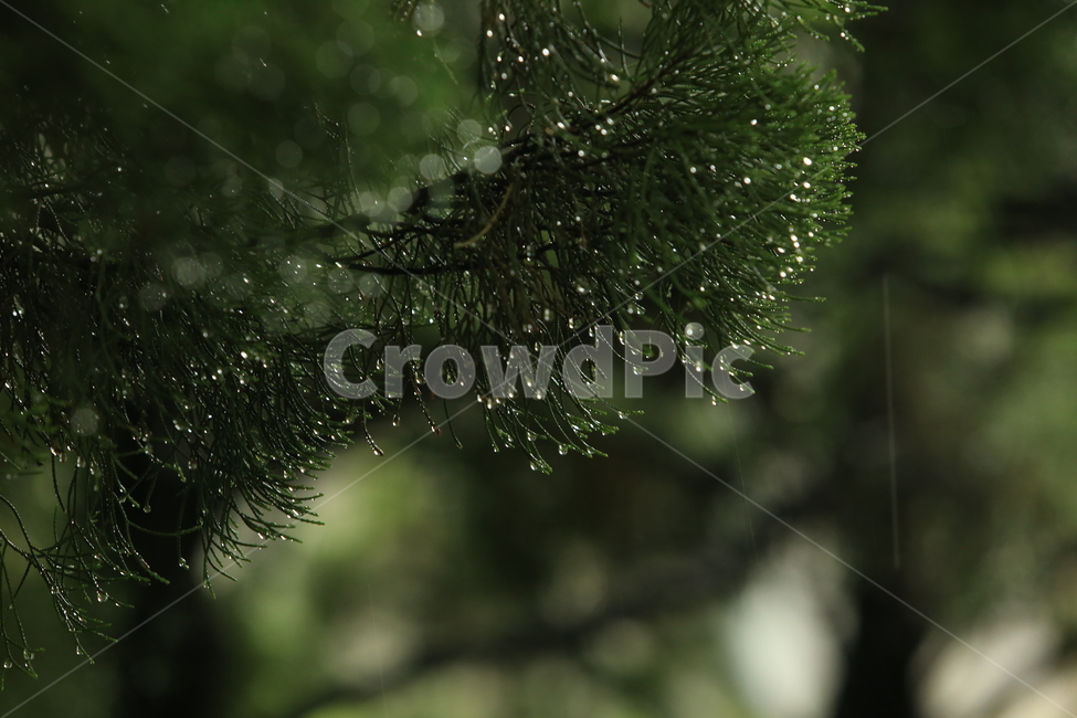 비,소경,풍경,비오는날,비오는소경,rain,식물,자연,plants,nature,비,비오는날,rain,rainy