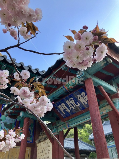 개심사,왕벚꽃,서산,아침,꽃,벚꽃,봄,계절,spring,season,한국전통,한국문화,korean traditional,korean culture,식물,자연,plants,nature,꽃,flower,종교,신앙,religion,belief,faith,plant,blossom