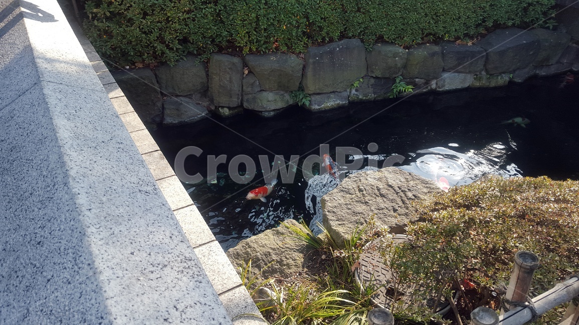 water,물,물고기,연못,자연,풍경,고요함,평화로움