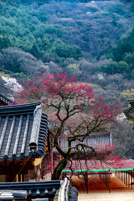 홍매화,흑매화,봄,사찰,화엄사,감성,풍경,기와,추녀,안마당,garden,정원,식물,plant,한국전통,한국문화,korean traditional,korean culture