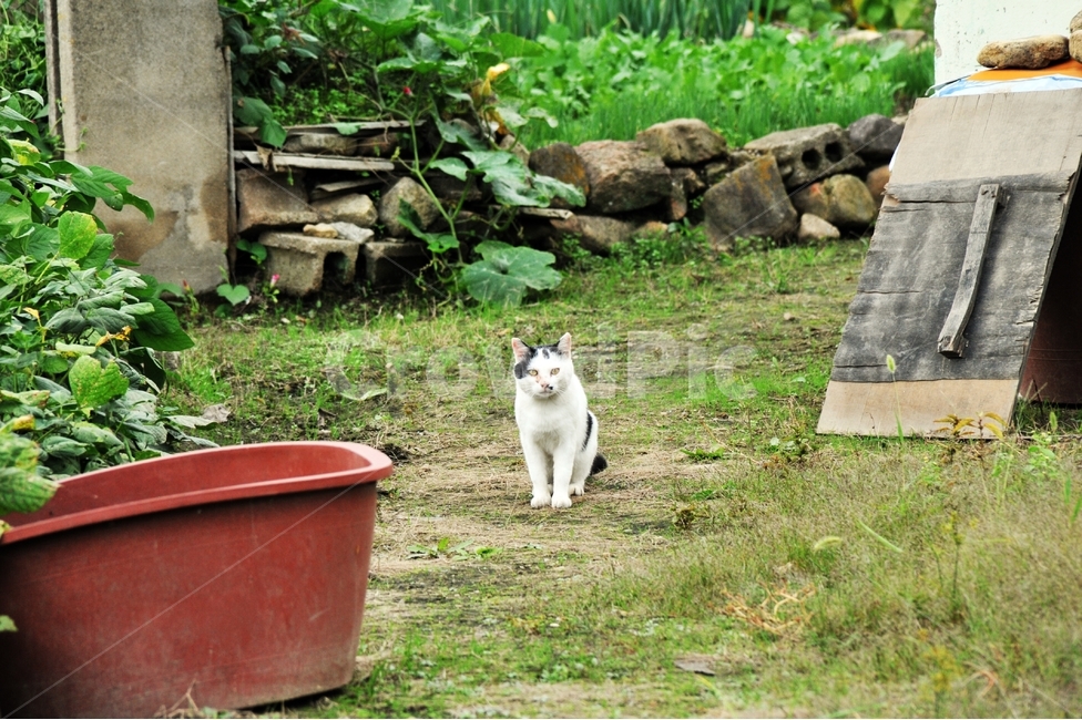 고양이,시골,한가한,의심,경계,동물,animal,포유류,mammal,고양이,cat,kitten,kitty