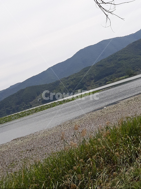 갈대,강,두물머리,자연,outdoors,reservoir,자연,풍경,nature,landscape,road,도로,옥외
