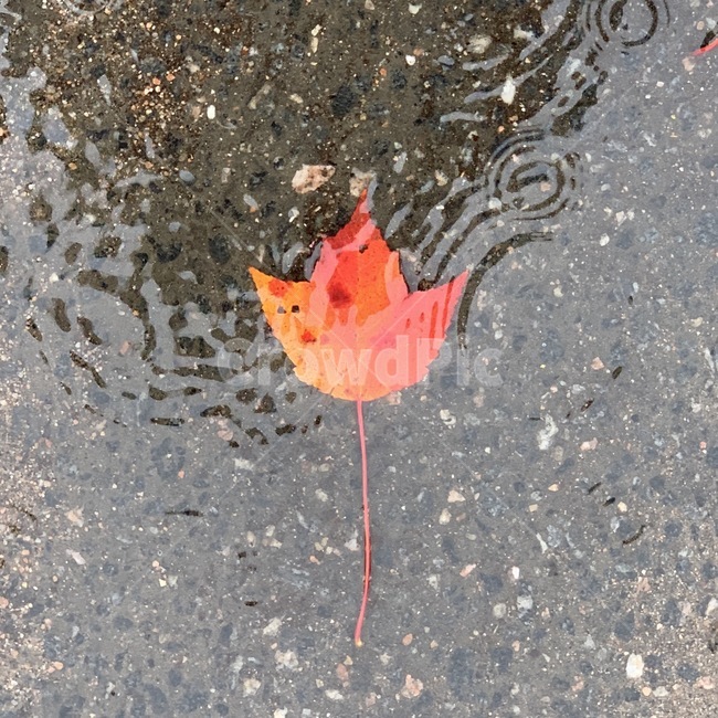 leaf,잎,plant,mapleleaf,단풍잎,식물,비,빗물,rain,red,단풍