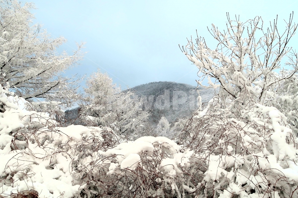 눈,나무,설산,동계,백패킹,겨울,계절,winter,season,자연,풍경,nature,landscape,한국자연풍경,한국자연경관,korea nature landscape,ice,얼음,outdoors,옥외,snow,frost,서리