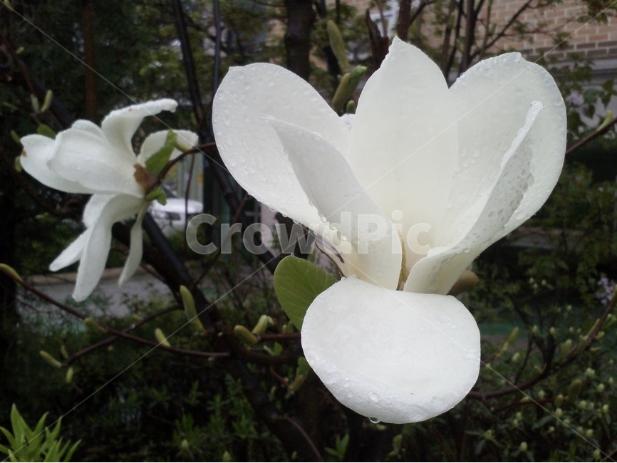 목련,봄꽃,낙엽활엽관목,목련과,양성화,백단,생정,신이,옥단,목란화,봄,계절,spring,season,식물,자연,plants,nature,꽃,flower,plant,blossom