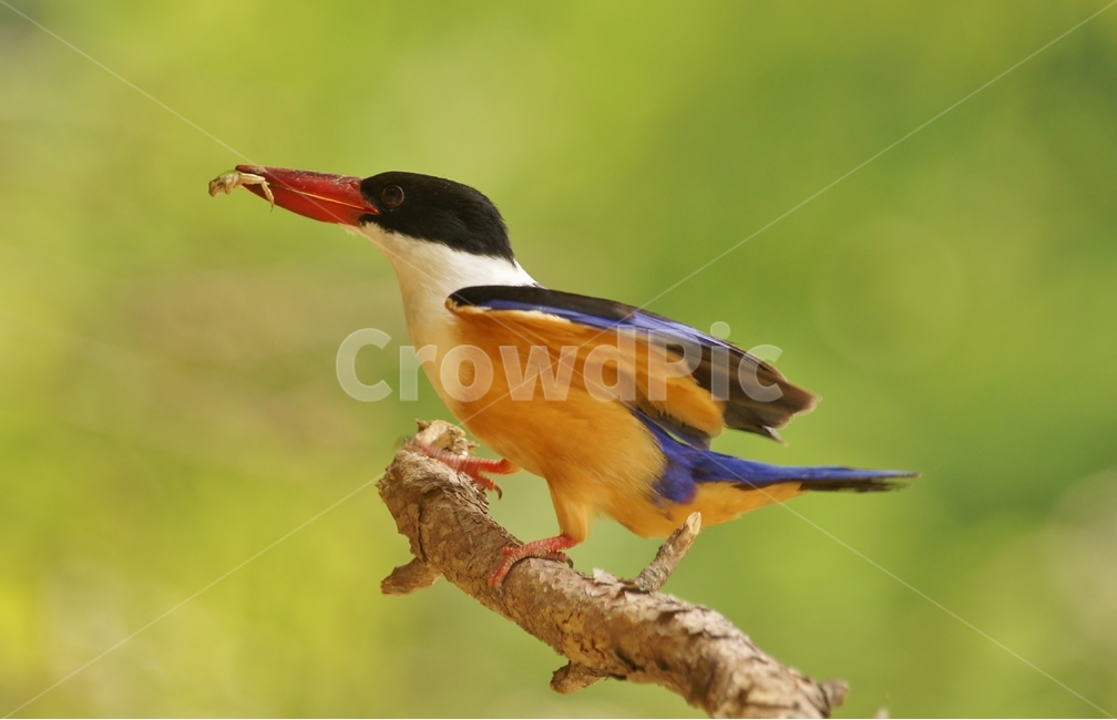 청호반새,철새,사냥,육추,조류,동물,animal,조류,새,birds