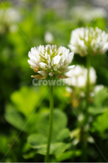 꽃,식물,flower,plant,토끼풀,식물,자연,plants,nature,꽃,flower