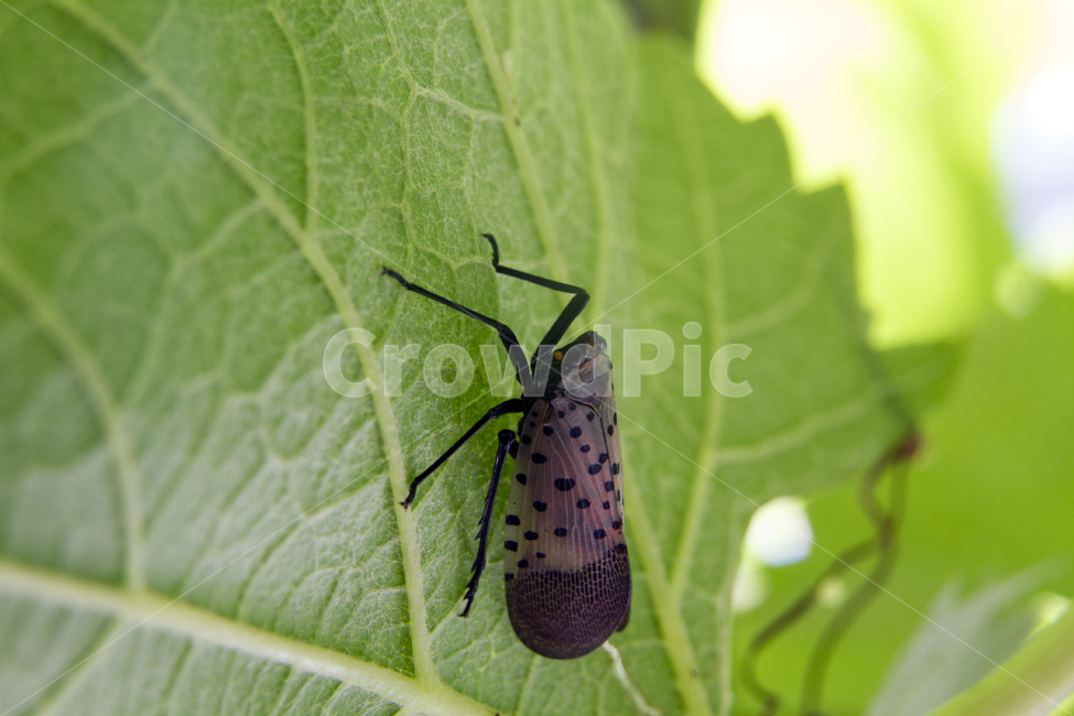 동물,곤충,해충,벌레,꽃매미,잎,녹색,야외,유해한,animals,insects,vermin,cicada,bug,leaves,green,outside,harmful,noxious,동물,animal,곤충,벌레,insect,bug