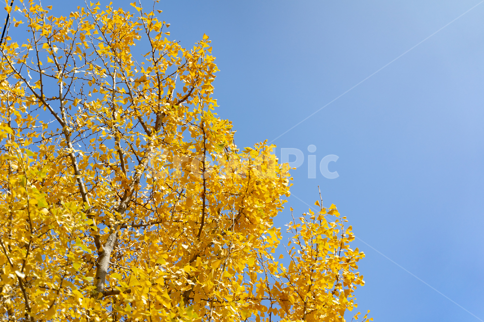 은행나무,가을,나무,하늘,풍경,감성,가을,계절,fall,autumn,season,자연,풍경,nature,landscape,plant,식물