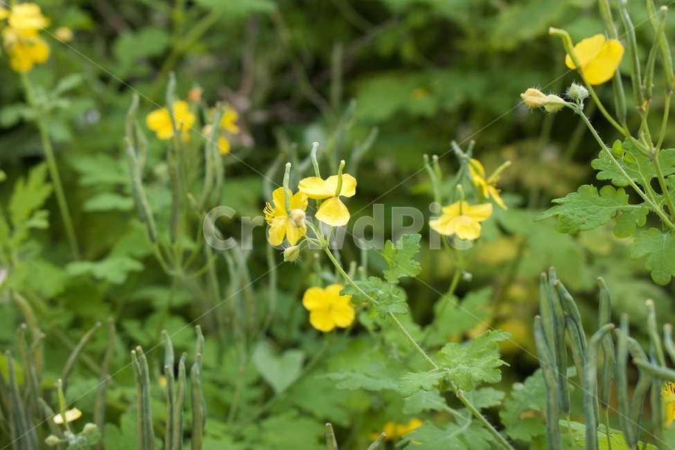 꽃,노란꽃,노랑,식물,들꽃,식물,자연,plants,nature,꽃,flower