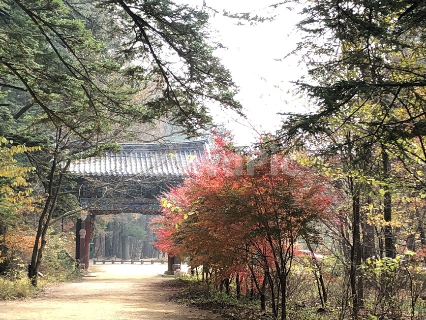 단풍,가을,산,길,자연,풍경,tree,나무,plant,식물,outdoors,옥외,maple,가을,계절,fall,autumn,season