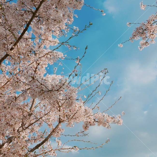 벚꽃,봄,체리블러썸,cherryblossom,하늘,꽃,spring,꽃구경,나들이,봄,계절,spring,season,자연,풍경,nature,landscape,plant,식물,blossom,cherry blossom,flower