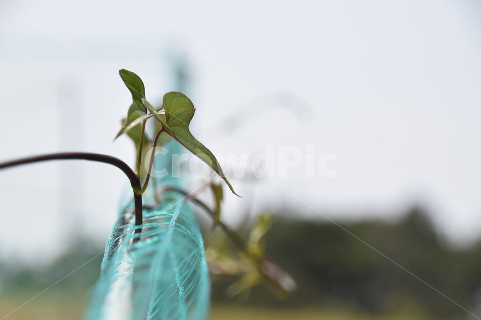 식물,잎,생명,여름,초록,식물,자연,plants,nature