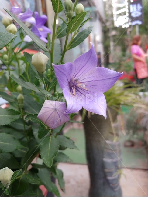 도라지꽃,꽃,보라색꽃,도라지,여름꽃,flower,낮,오후