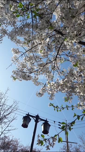 벗꽃,봄,간석동,가로등,순결,봄,계절,spring,season,식물,자연,plants,nature,꽃,flower,plant,blossom