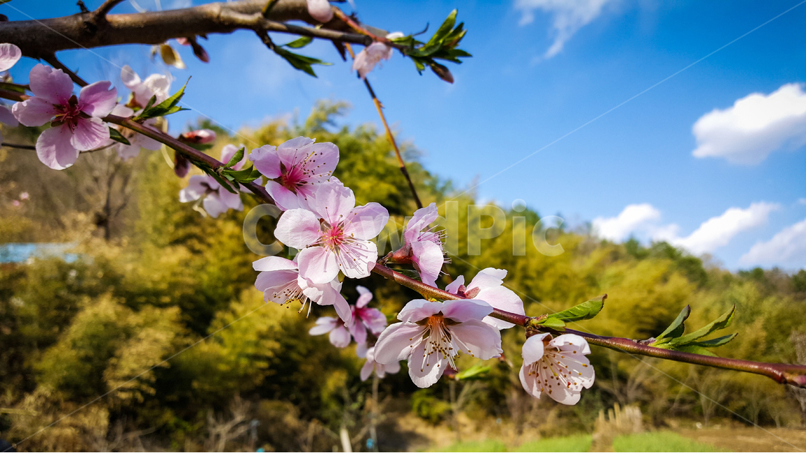 복숭아,복숭아꽃,봄,풍경,농원,과실수,봄,계절,spring,season,식물,자연,plants,nature,꽃,flower,plant