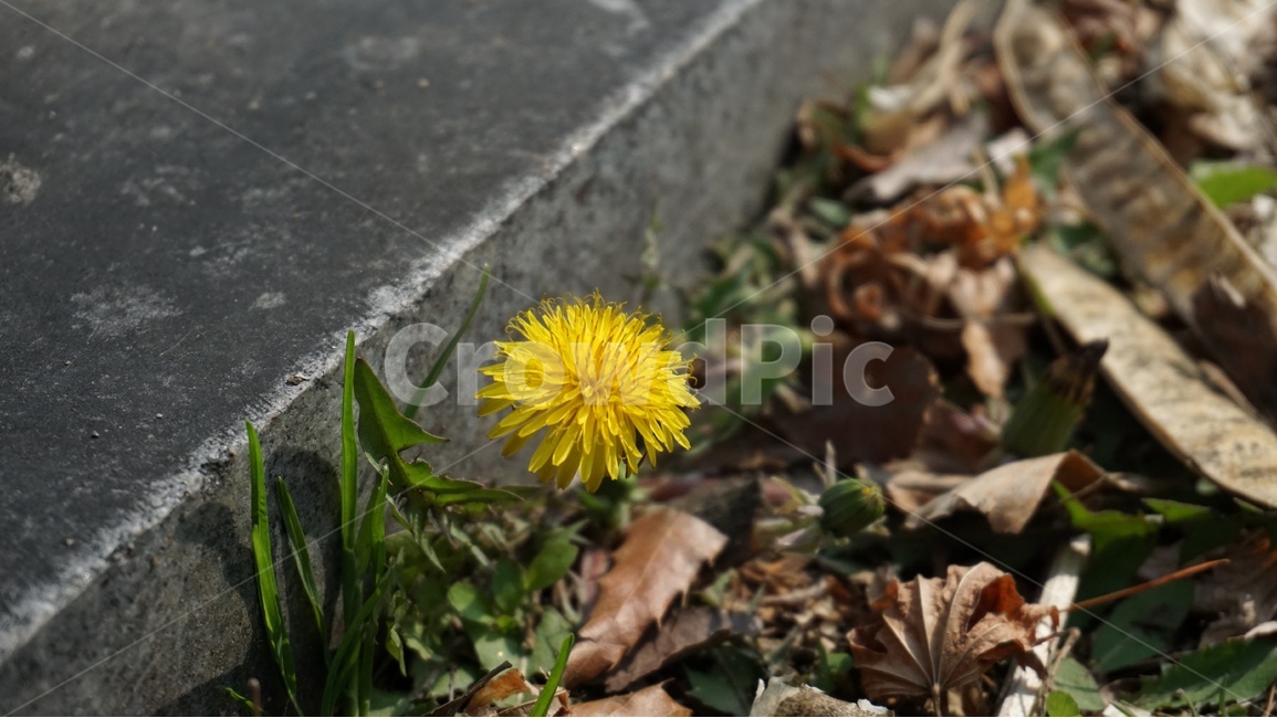 민들레,꽃,봄,노란색,식물,길가,길,공원,small,생명,봄꽃,풀,flower,spring,yellow,plant,life,낙엽,로제트,봄,계절,spring,season,식물,자연,plants,nature,꽃,flower