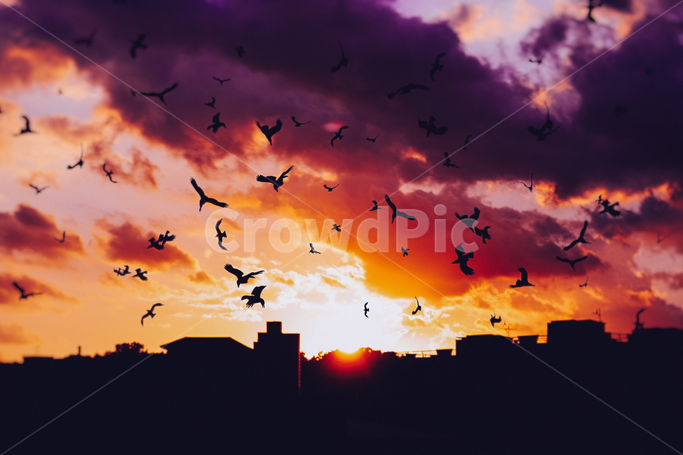 새,하늘,구름,노을,저녁,도시,풍경,city,landscape,동물,animal,조류,새,birds,실루엣,그림자,silhouette,shadow,색깔,색상,색채,색감,color sense,color sensitivity,feeling of color,flock,대군,bird