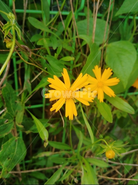 plant,식물,꽃,노랑,푸른,상명,식물,자연,plants,nature,꽃,flower