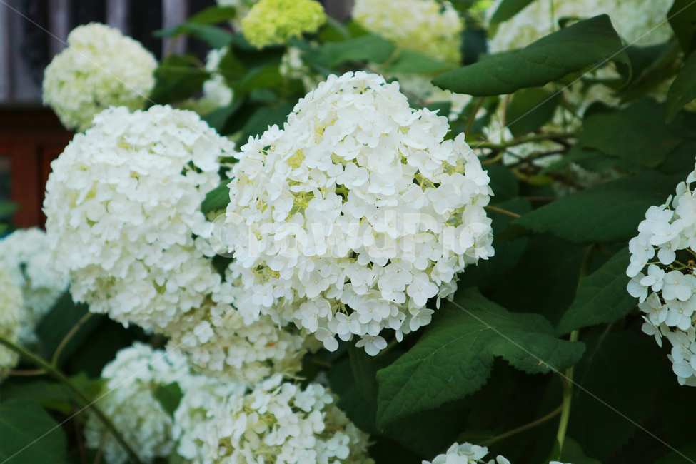 plant,식물,blossom,flower,꽃,수국,흰꽃,white,식물,자연,plants,nature,꽃,flower