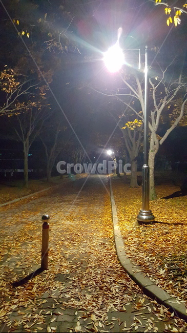 가을,단풍,낙엽,autumn,maple,fall,가을,계절,fall,autumn,season,야경,밤,풍경,nightscape,night,landscape