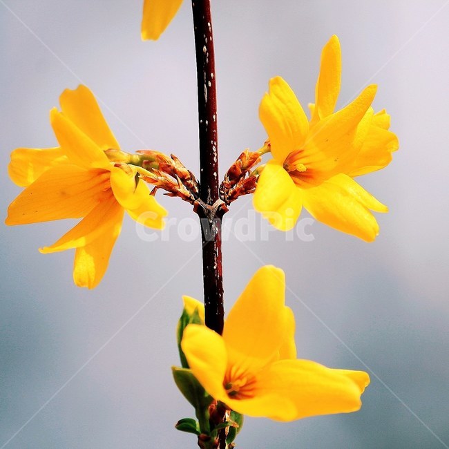 봄,개나리,봄풍경,감성,꽃,봄,계절,spring,season,식물,자연,plants,nature,꽃,flower,감성,sensible,feeling,색깔,색상,색채,색감,color sense,color sensitivity,feeling of color,plant
