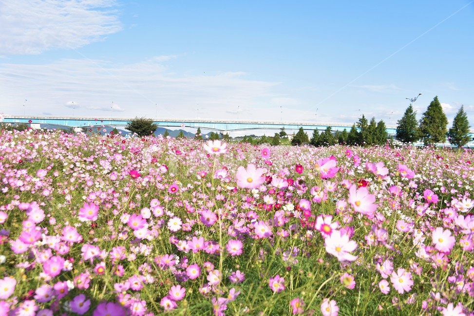 자연,꽃,식물,옥외,flower,코스모스,가을,계절,fall,autumn,season,자연,풍경,nature,landscape,식물,plants,꽃,flower,outdoors,blossom,plant,petal,꽃잎,field,들,grassland,목초지