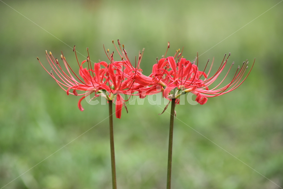 상사화,개난초,lycorissquamigera,magiclily,flower,꽃무릇,Redspiderlily,식물,자연,plants,nature,꽃,flower