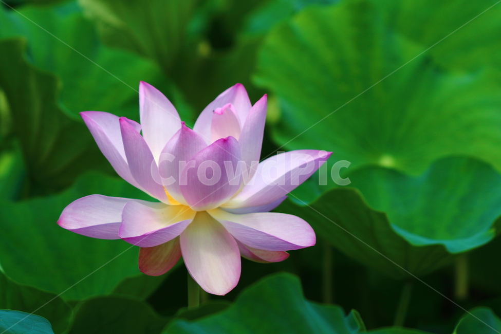 연꽃,분홍색,흰색,자연,꽃,식물,그린,plant,nature,flower,pink,white,식물,자연,plants,nature,꽃,flower