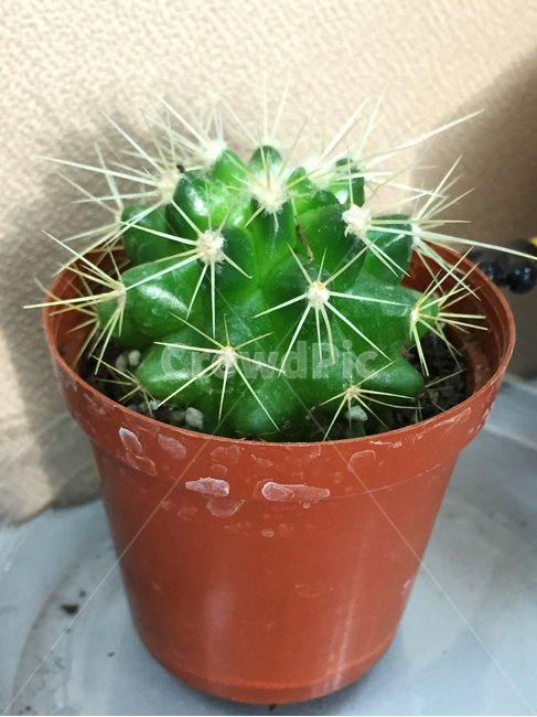 plant,식물,green,선인장,미니선인장,화분,가시,녹색,햇살