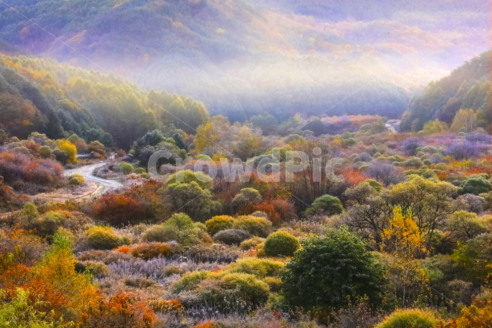 자연,풍경,계절,가을,단풍,단풍철,추경,만추,공원,정원,비밀의정원,시크릿,시크릿공원,울긋불긋,안개,새벽,빛,햇빛,운해,길,오솔길,산,painting,그림,nature,outdoors,옥외,scenery,landscape,경치,가을,계절,fall,autumn,season,자연,풍경,nature,landscape,한국자연풍경,한국자연경관,korea nature landscape,art,미술,vegetation,초목,bush,부시,plant,식물