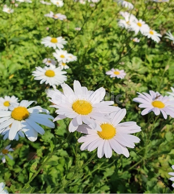 plant,식물,flower,blossom,꽃,daisies,데이지,daisy,식물,자연,plants,nature,꽃,flower