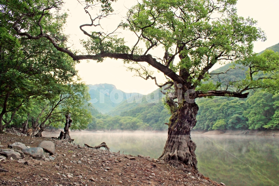 주산지,나무,물안개,풍경,자연,아침,저수지,연못,landmark,landscape,green,tree,자연,풍경,nature,landscape,한국자연풍경,한국자연경관,korea nature landscape,plant,식물,tree trunk,나무 줄기