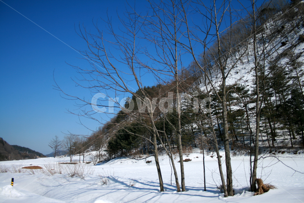 겨울,눈,나무,산,풍경,snow,겨울,계절,winter,season,자연,풍경,nature,landscape,tree,plant,식물