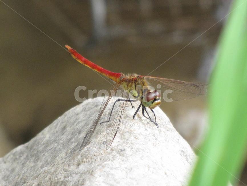 animal,동물,invertebrate,무척추동물,insect,곤충,잠자리,고추잠자리,자연,nature,동물,animal,곤충,벌레,insect,bug