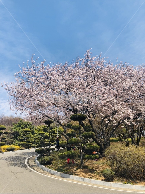벚꽃,나무,벚나무,cherryblossoms,봄,꽃,계절,flower,spring,한그루,풍경