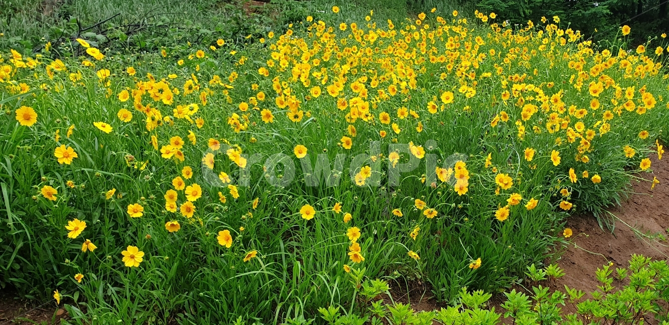 식물,자연,옥외,들,꽃,식물,자연,plants,nature,꽃,flower