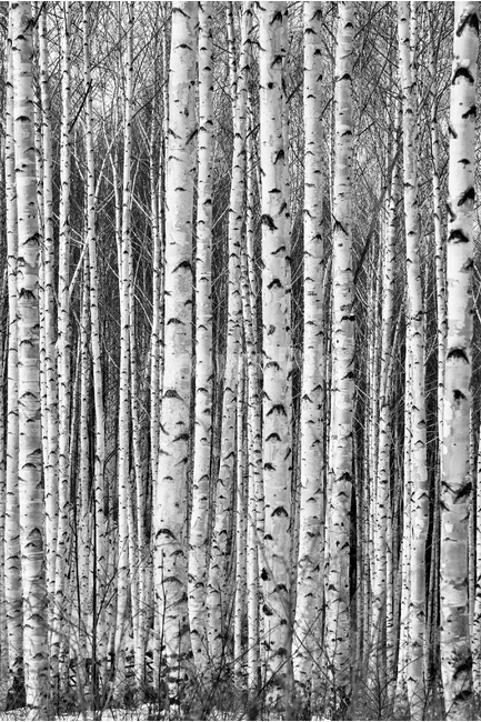 인제,원대리,자작나무,나무,겨울,산,식물,자연,plants,nature,나무,trees,wood,흑백,모노톤,monochrome,black and white