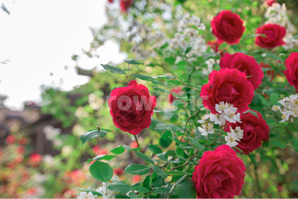 장미,rose,꽃,식물,flower,plants
